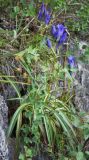 Gentiana decumbens. Цветущее растение. Алтайский край, Солонешенский р-н, закустаренные каменистые склоны долины р. Ануй. 28.08.2009.