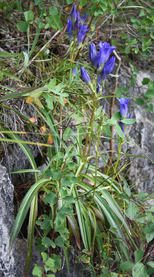 Изображение особи Gentiana decumbens.