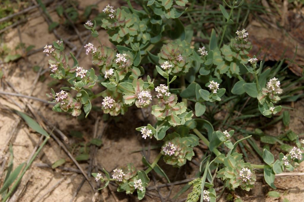 Image of Aethionema carneum specimen.