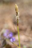 Carex ericetorum. Верхушка побега с цветущим женским и распускающимся мужским соцветиями. Псковская обл., Себежский р-н, окр. дер. Козлово и дер. Мостище, нарушенный склон у шоссе на опушке сухого кустарничково-зеленомошного сосняка на песке. 06.05.2017.