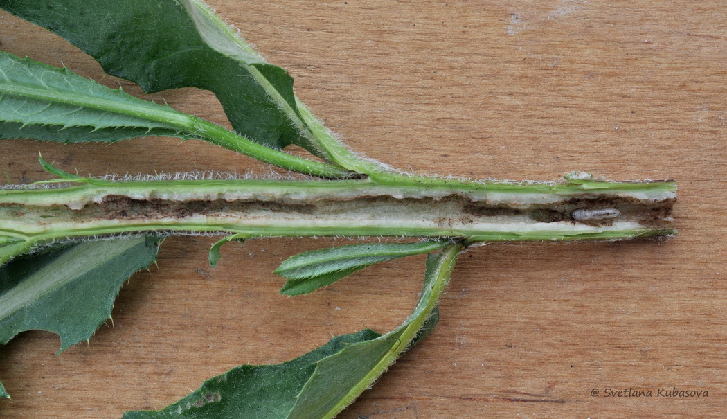 Изображение особи Cirsium setosum.