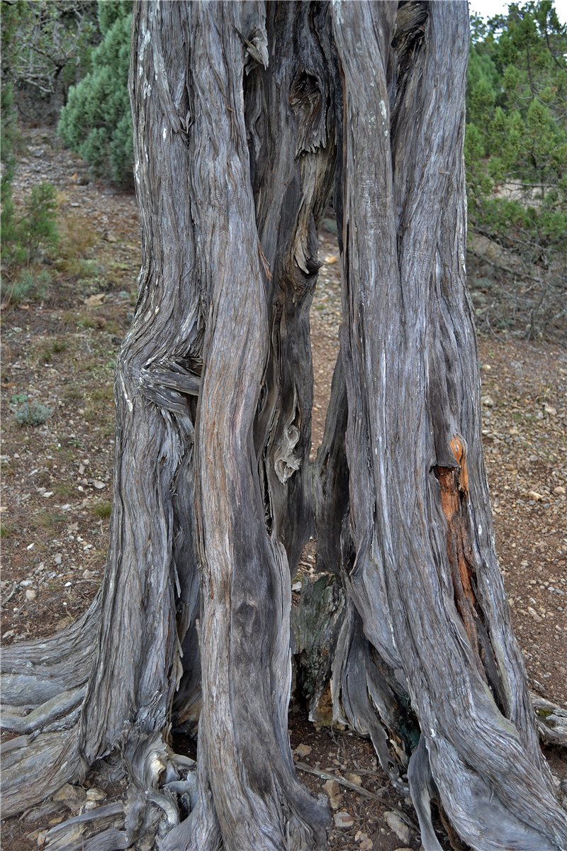 Image of Juniperus excelsa specimen.