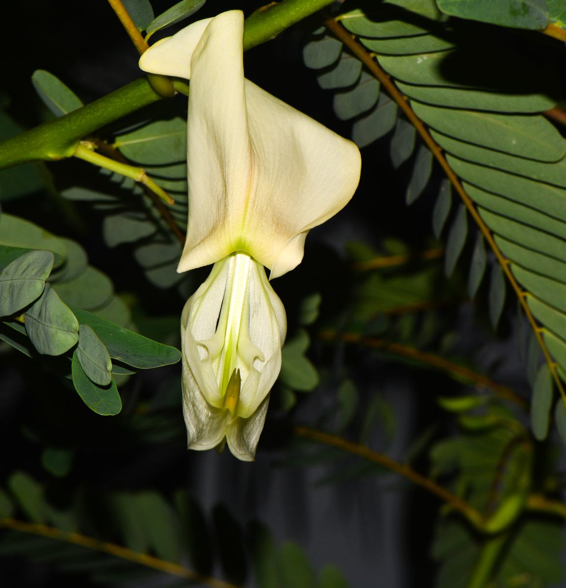 Image of Sesbania grandiflora specimen.
