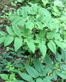 Angelica sylvestris