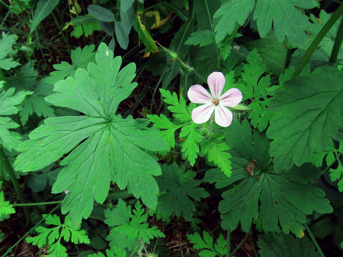 Изображение особи Geranium robertianum.