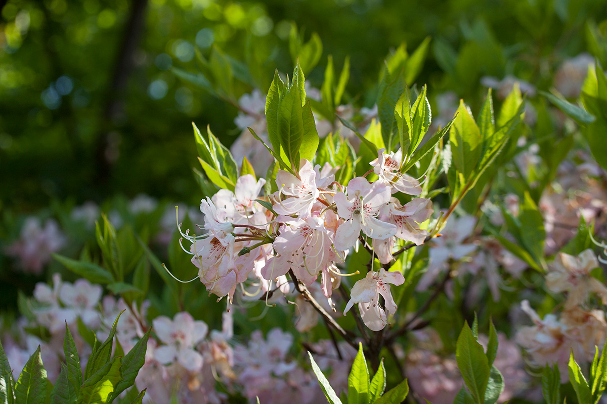 Image of Rhododendron vaseyi specimen.