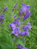 Campanula latifolia