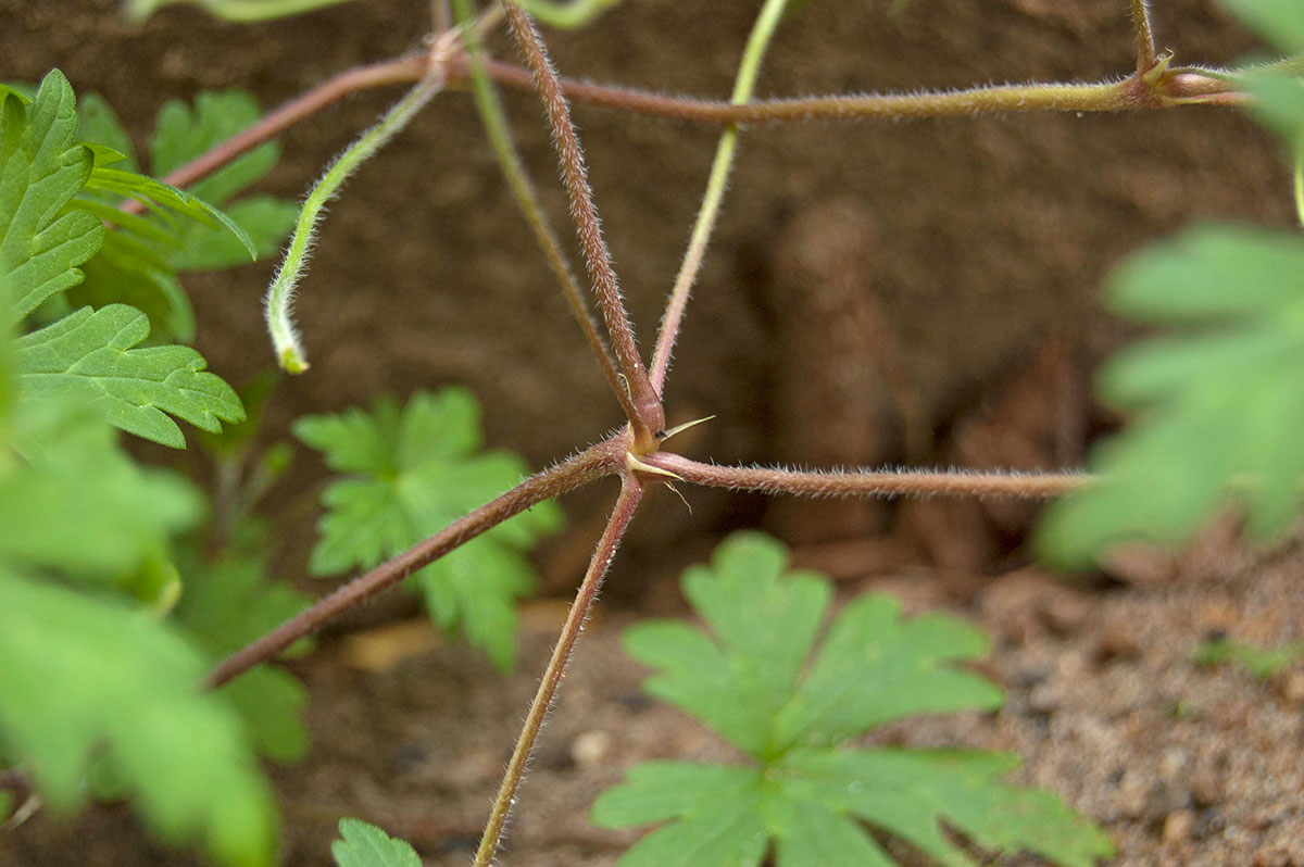 Image of Geranium sibiricum specimen.