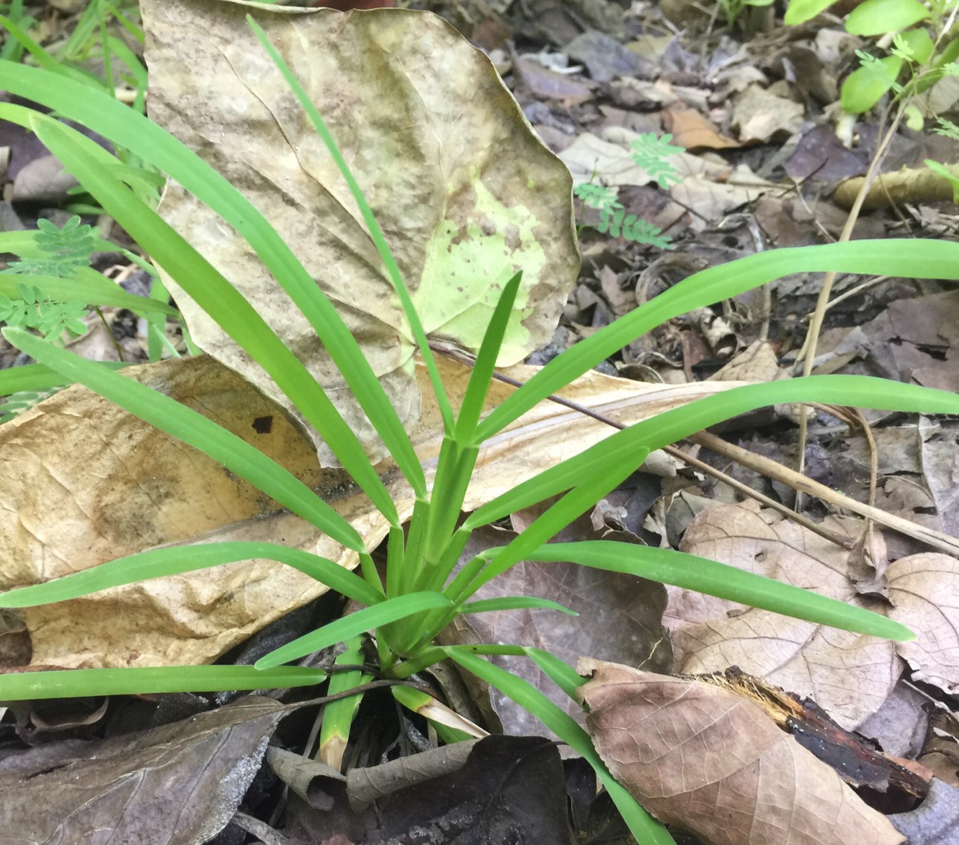 Изображение особи семейство Poaceae.