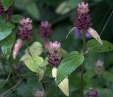 Prunella vulgaris. Созревшие соплодия. Московская обл., Раменский р-н, окр. дер. Хрипань, садовый участок. 07.08.2017.