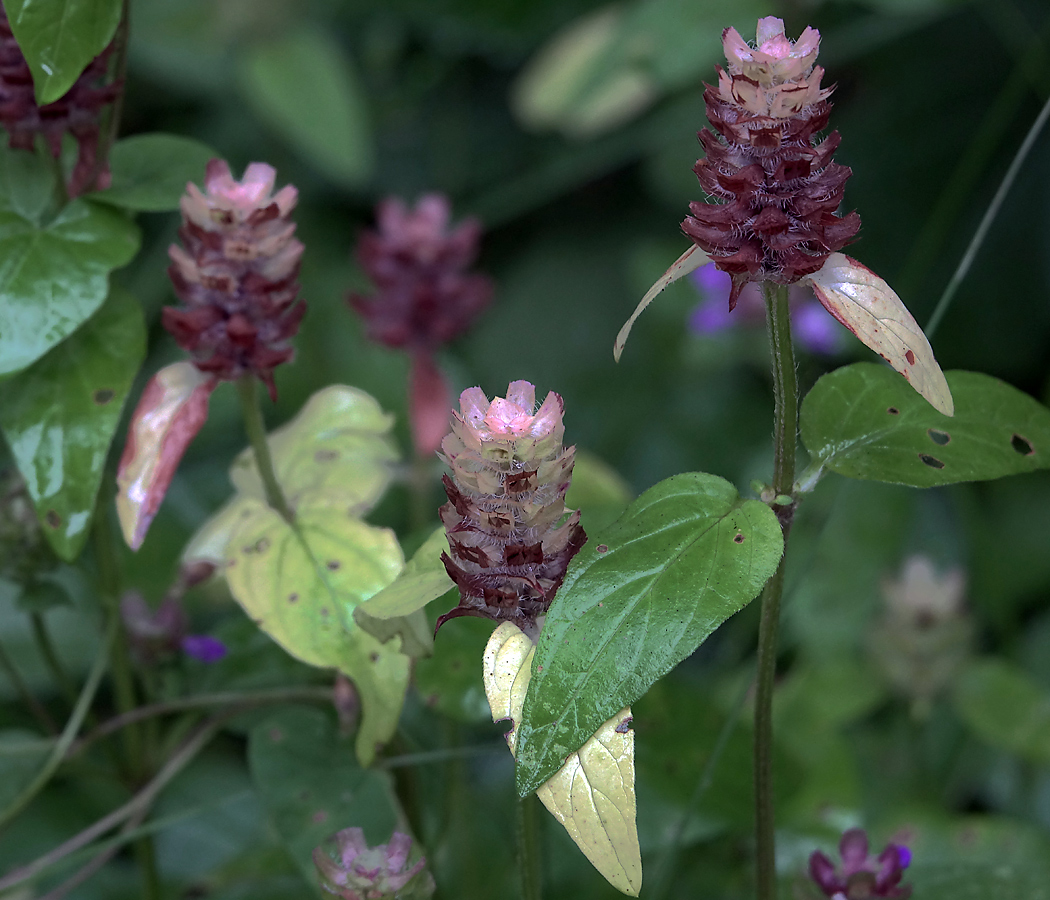 Изображение особи Prunella vulgaris.