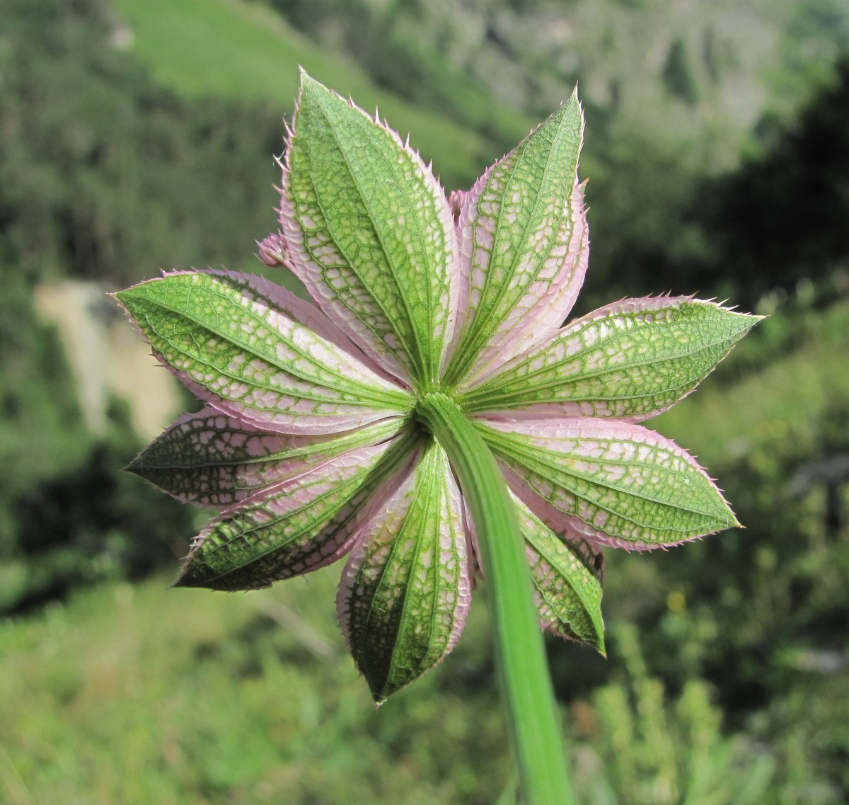 Изображение особи Astrantia maxima.