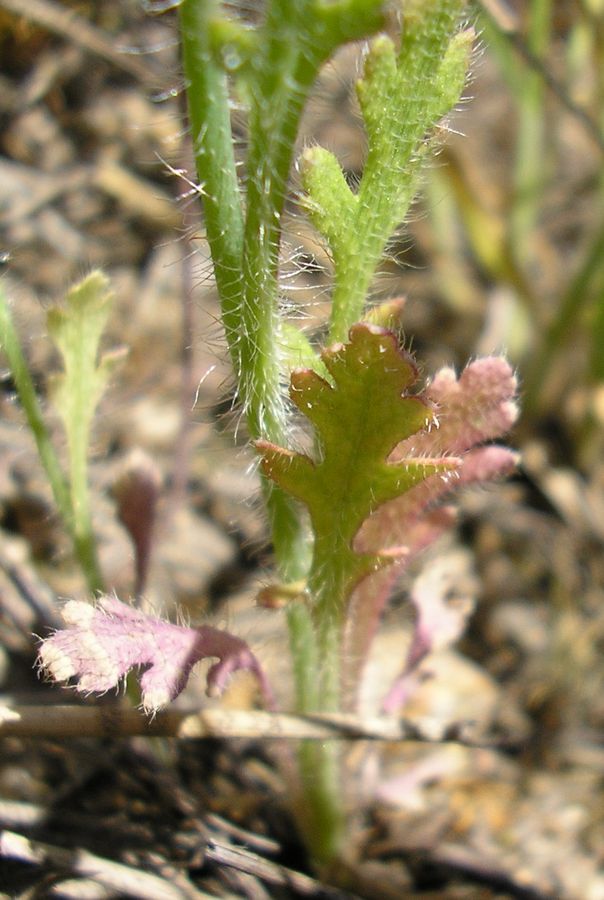 Image of genus Papaver specimen.