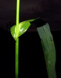 Echinochloa occidentalis