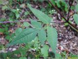 Bidens frondosa. Лист. Украина, Ивано-Франковская обл., Болеховский горсовет, Поляницкий сельсовет, Поляницкий региональный ландшафтный парк, буковый лес. 31.08.2017.