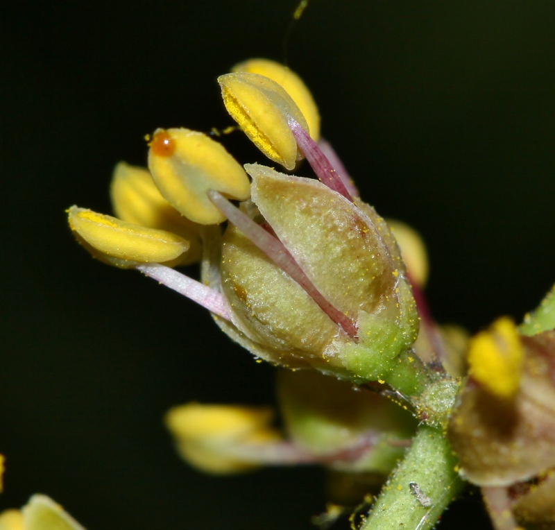 Image of Phellodendron amurense specimen.