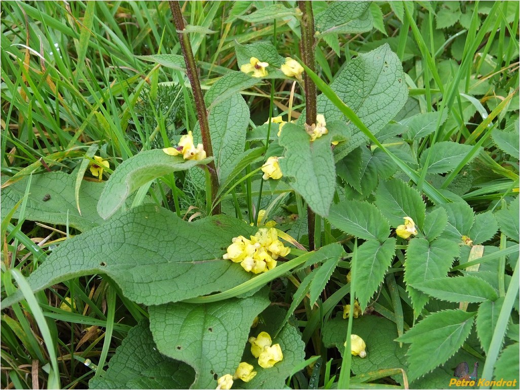 Image of Verbascum nigrum specimen.