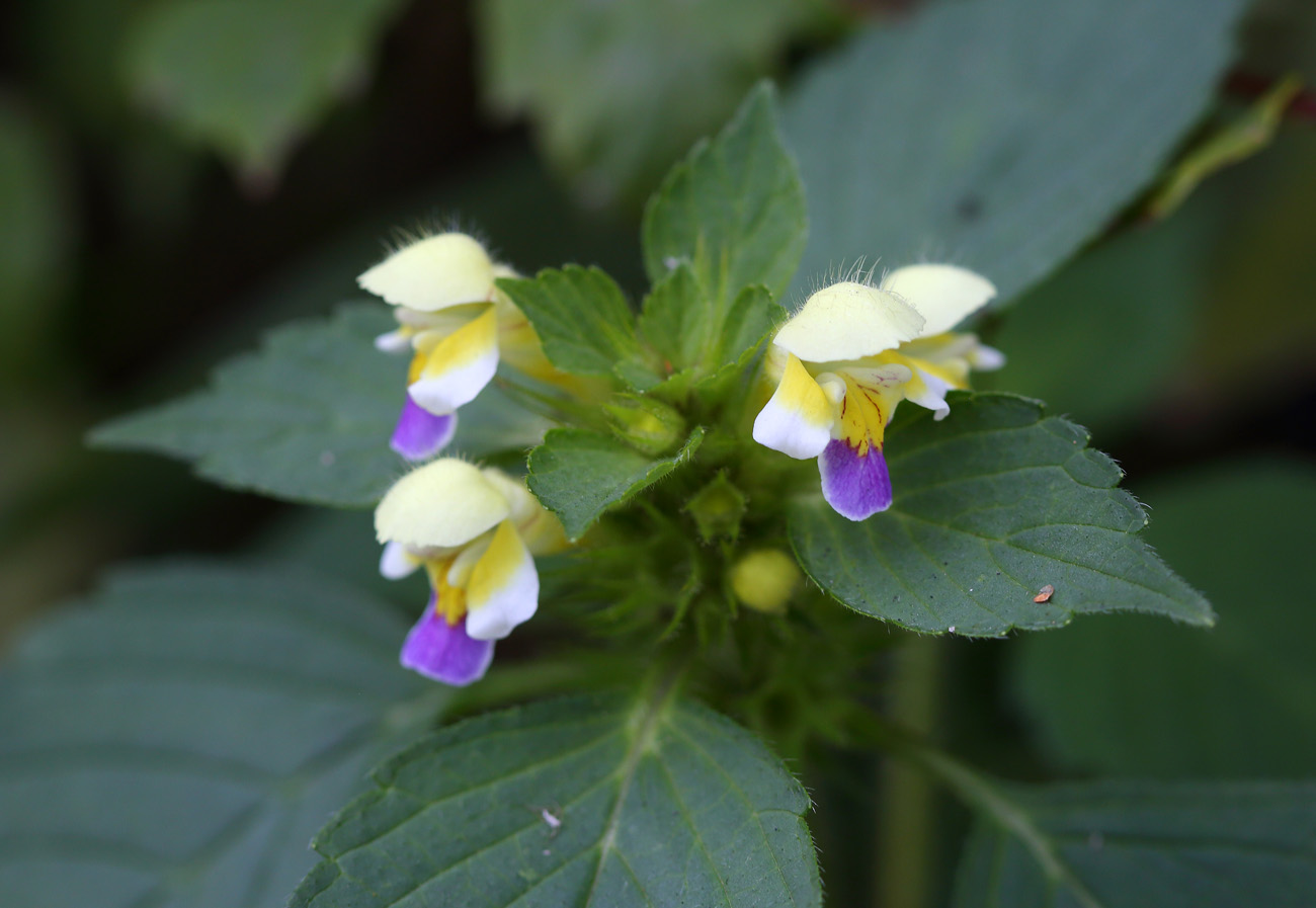 Image of Galeopsis speciosa specimen.