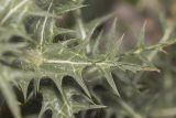 Carthamus lanatus