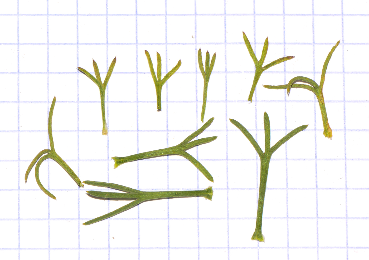 Image of Euryops multifidus specimen.