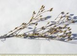 Centaurea diffusa