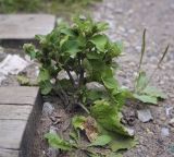 Arctium minus. Цветущее растение в сообществе Taraxacum officinale и Plantago major. Пермский край, г. Пермь, Кировский р-н, железнодорожная насыпь. 29.07.2017.