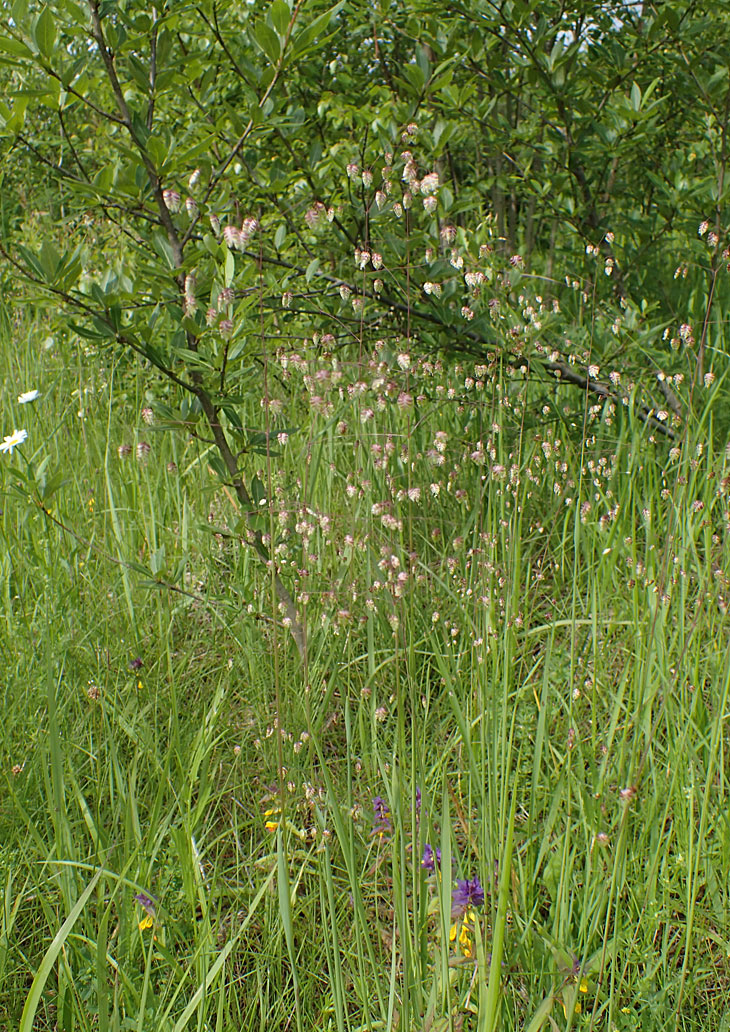 Image of Briza media specimen.