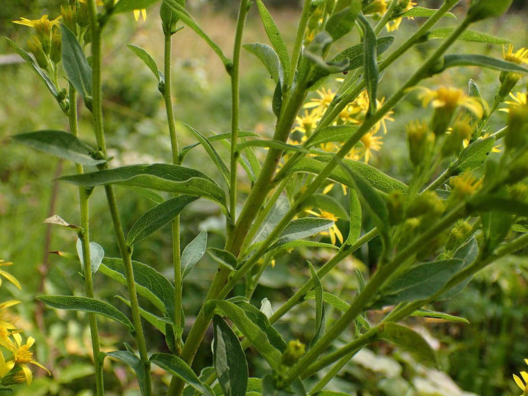 Image of Solidago virgaurea specimen.