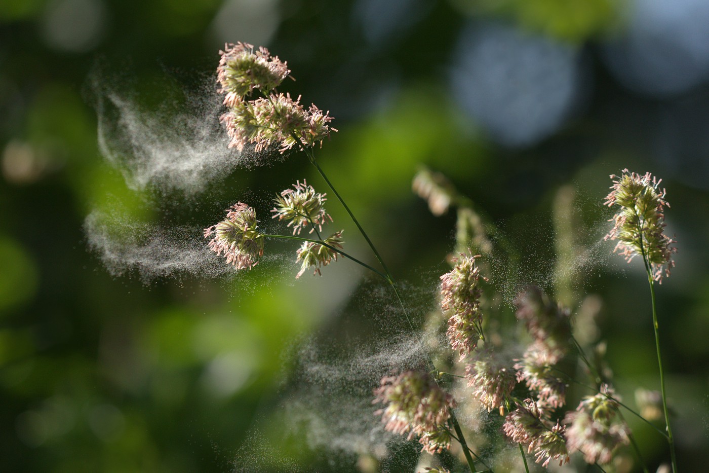 Image of Dactylis glomerata specimen.