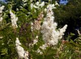 Sorbaria sorbifolia. Соцветие и часть листа. Амурская обл., Бурейский р-н, окр. пос. Малиновка. 17.07.2016.