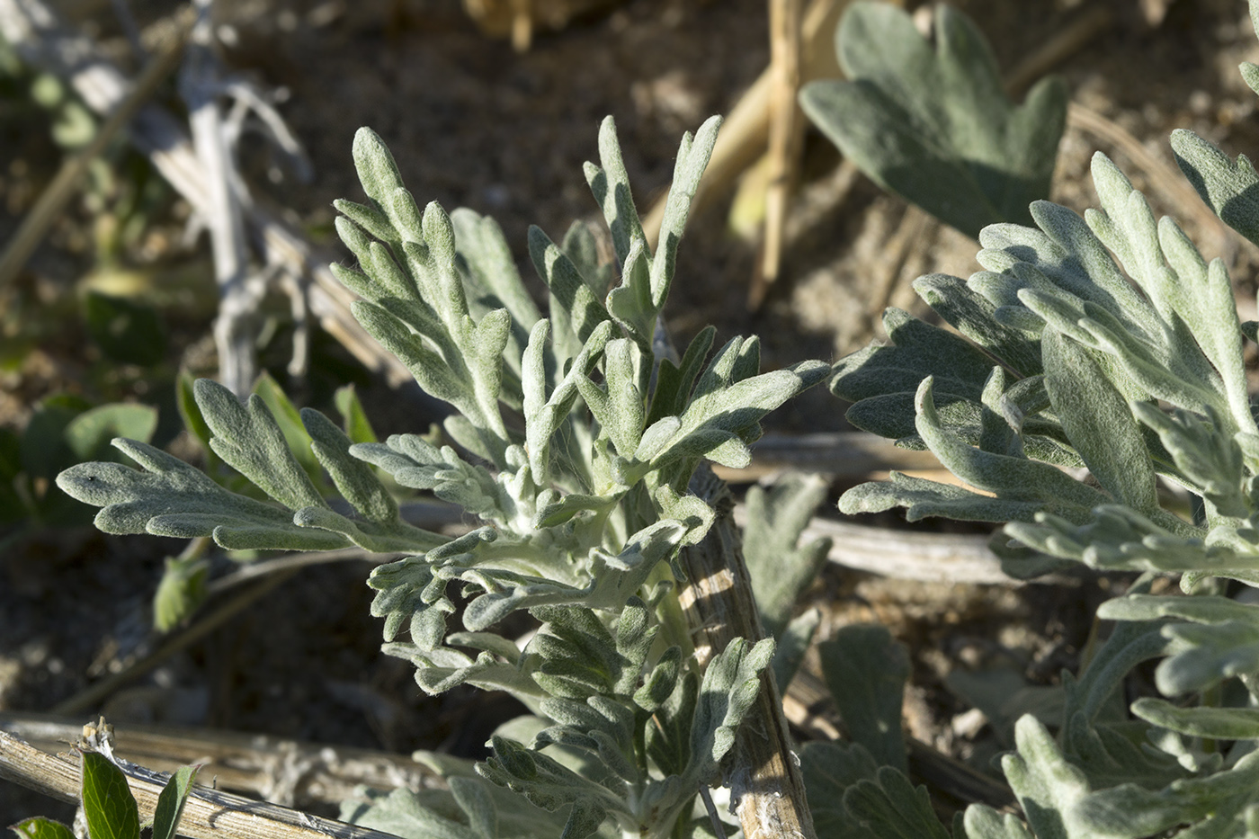 Image of Artemisia stelleriana specimen.