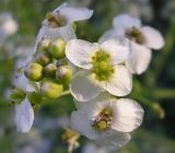 Crambe maritima