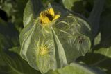 Senecio pseudoarnica