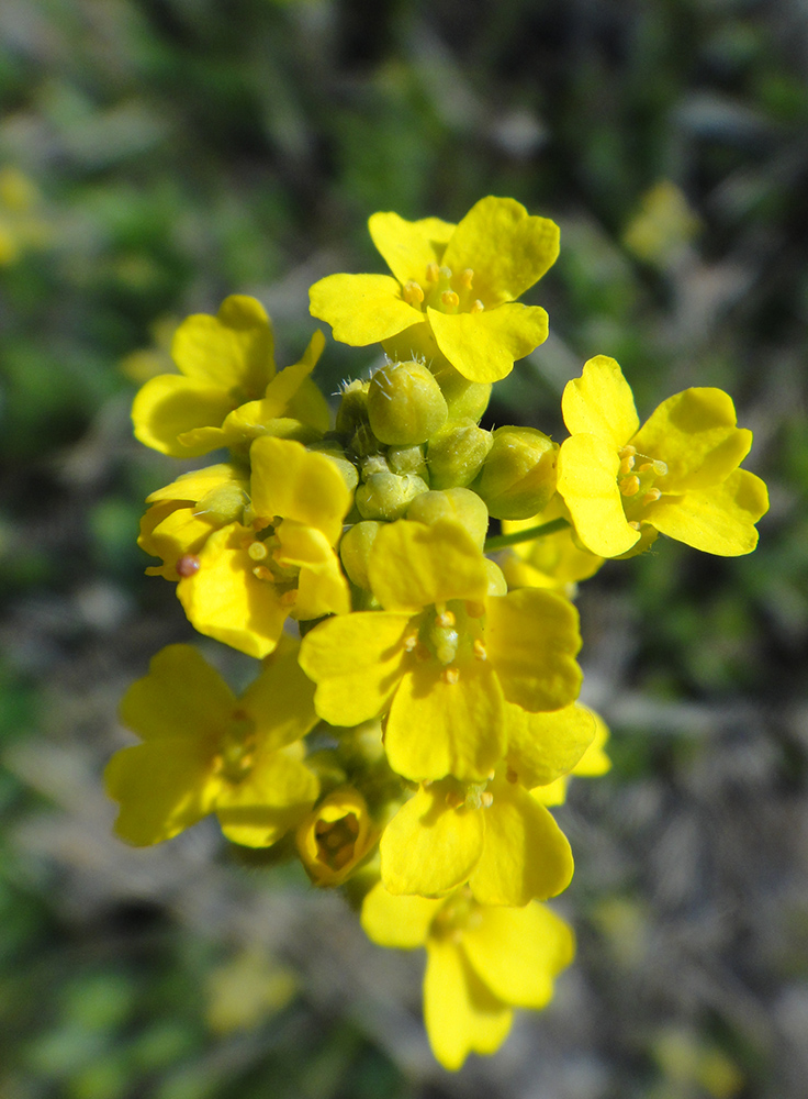 Image of Draba sibirica specimen.