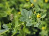 Medicago lupulina. Верхушка цветущего и плодоносящего растения. Пермский край, г. Пермь, Кировский р-н, обочина вдоль асфальтовой дорожки. 31.07.2017.