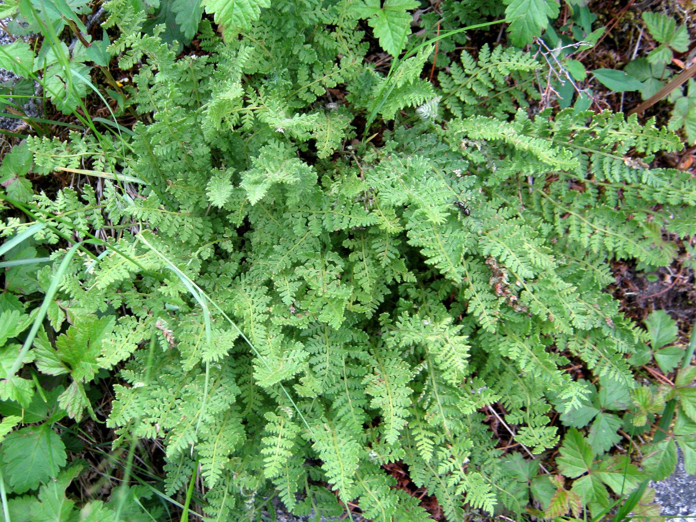 Image of Woodsia ilvensis specimen.