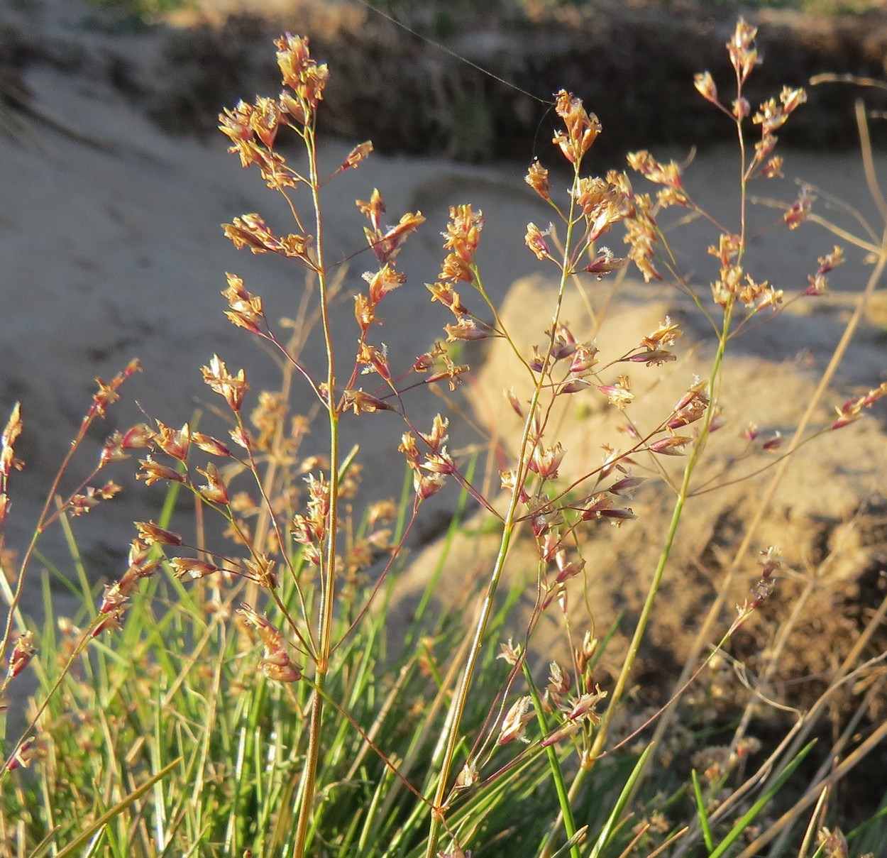 Image of genus Poa specimen.
