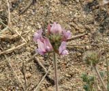 Oxytropis turczaninovii