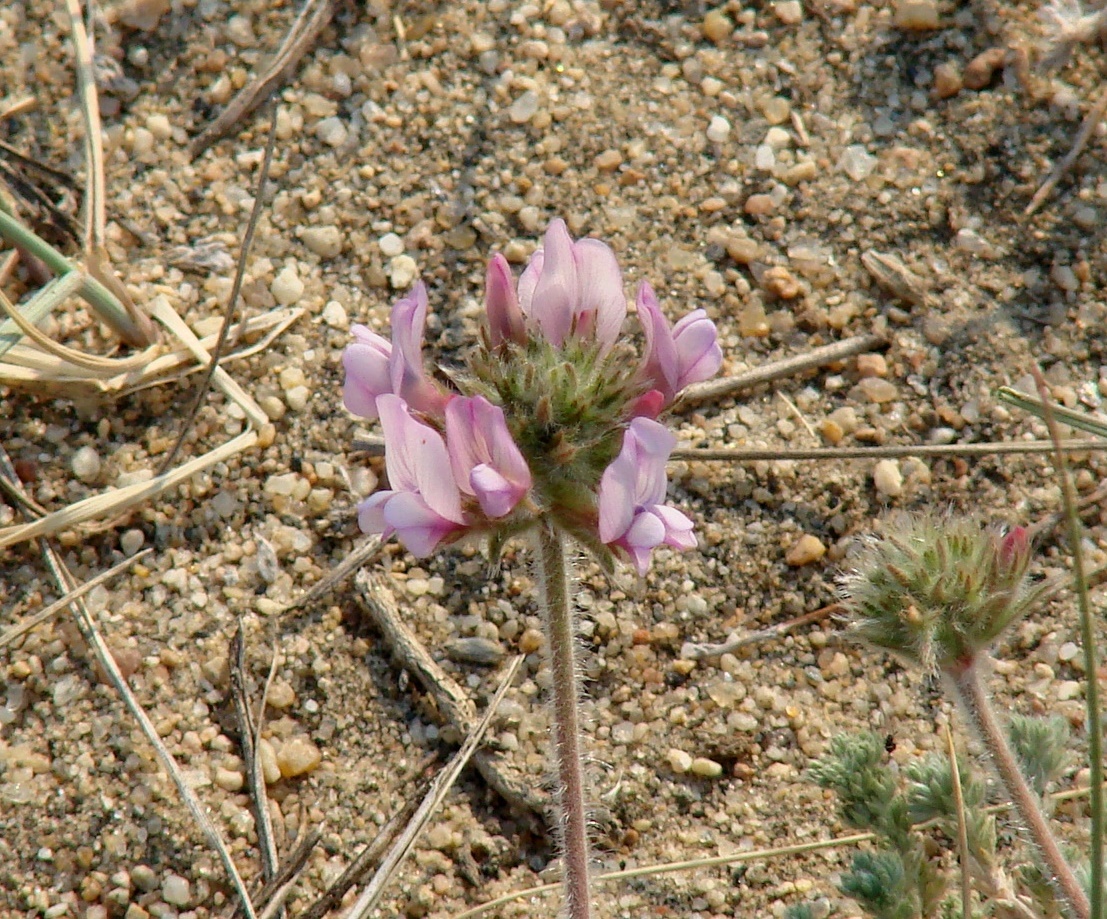 Изображение особи Oxytropis turczaninovii.