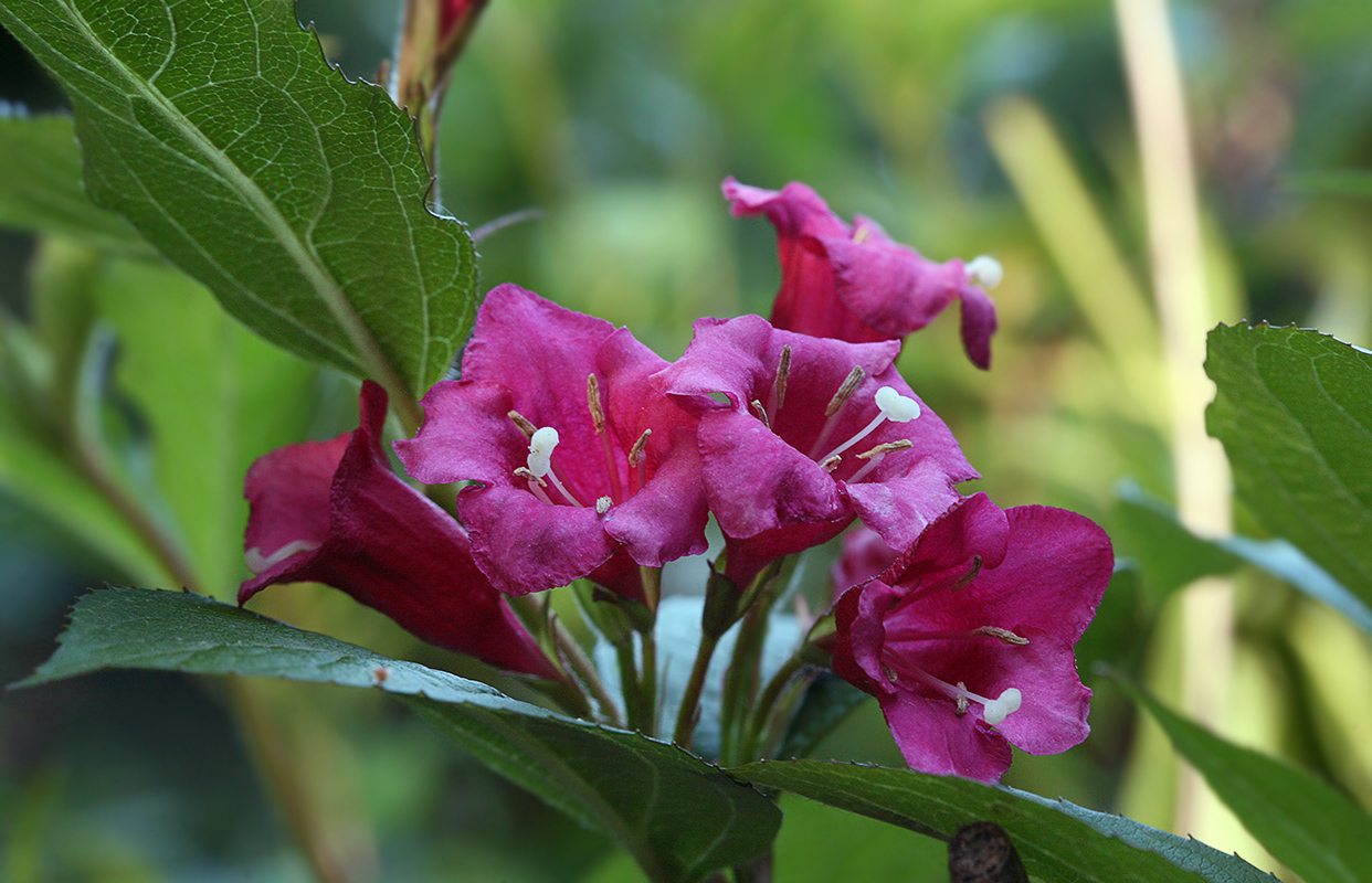 Image of Weigela florida specimen.