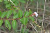 Lagerstroemia indica. Побег с соцветием. Китай, провинция Гуандун, р-н Шаогуань, геопарк \"Дансия\", лес на вершине горы. 18.10.2017.