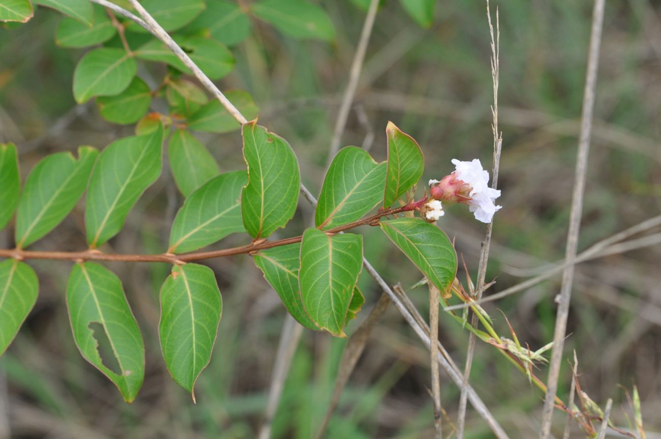 Изображение особи Lagerstroemia indica.