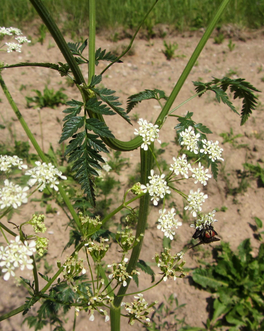 Изображение особи Anthriscus sylvestris.