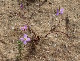 Malcolmia pulchella. Цветущее и плодоносящее растение. На переднем плане слева - Ifloga spicata. Израиль, г. Ашдод, на песке. 08.03.2018.