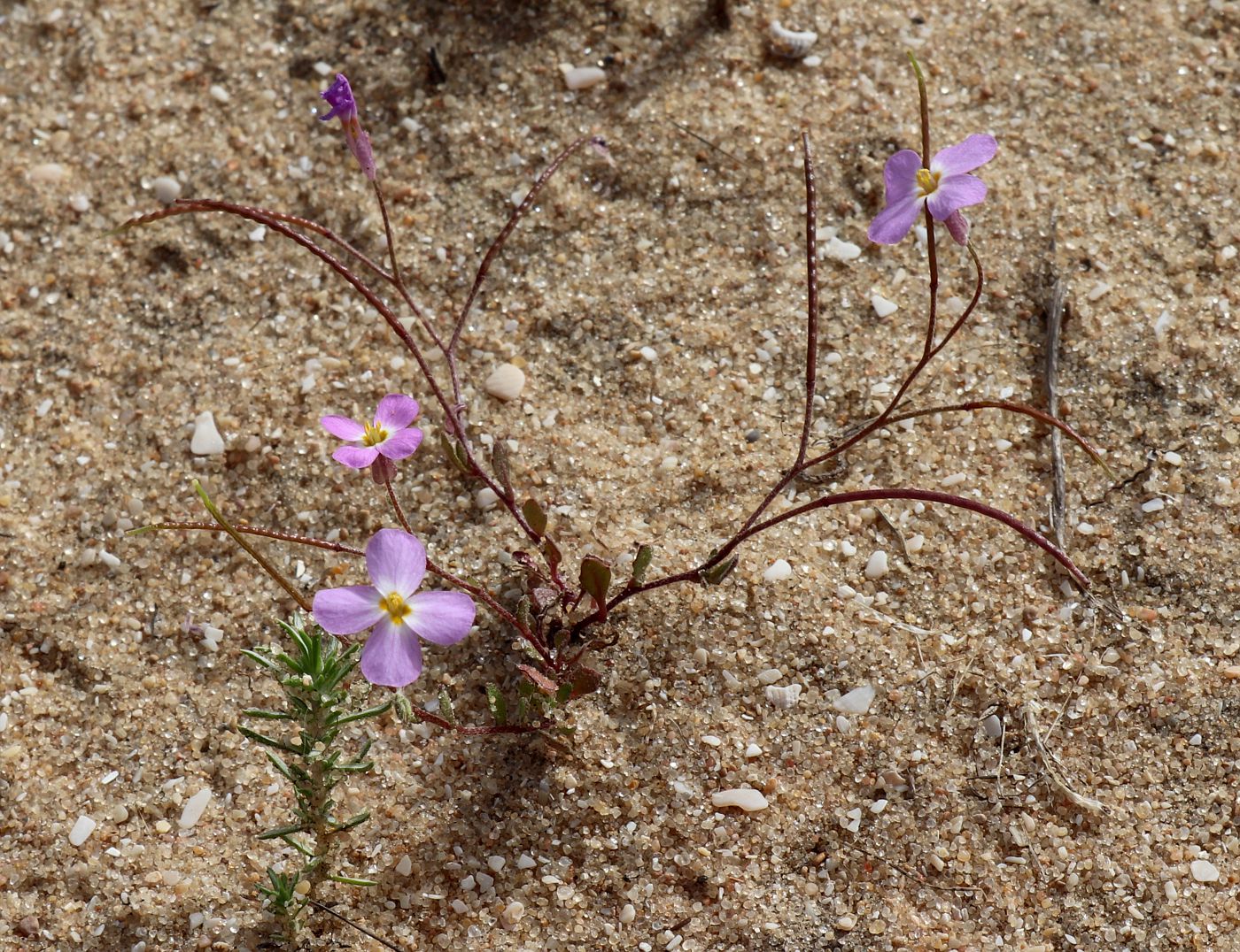 Image of Malcolmia pulchella specimen.