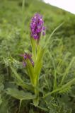 Dactylorhiza euxina. Цветущее растение. Кабардино-Балкария, Эльбрусский р-н, склон г. Чегет. 29.05.2012.