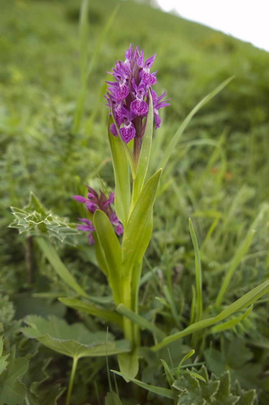 Изображение особи Dactylorhiza euxina.