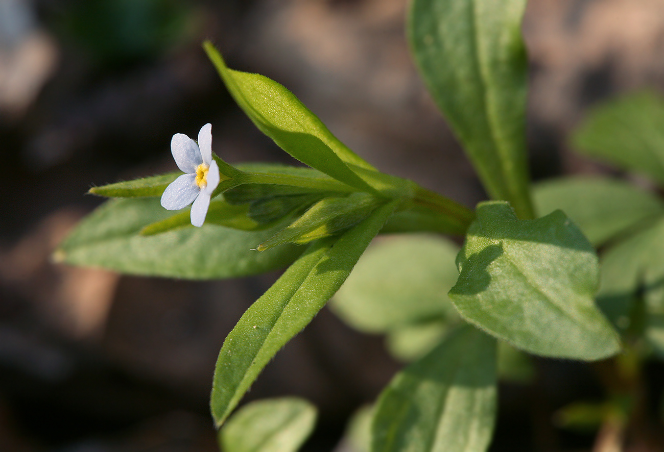 Image of Omphalodes scorpioides specimen.