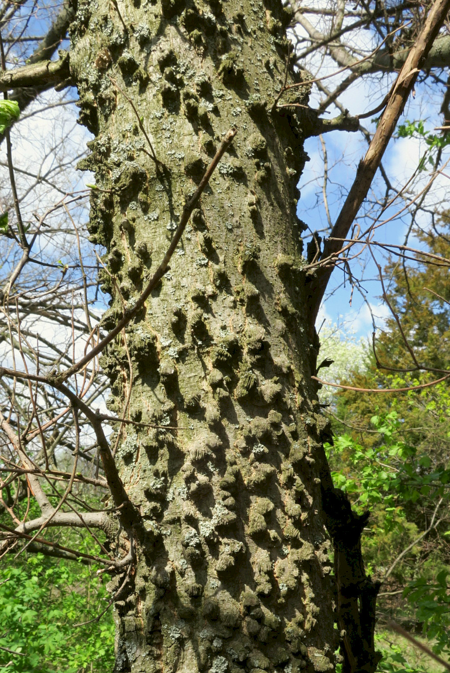 Изображение особи Celtis occidentalis.