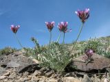 Astragalus petraeus. Цветущее растение. Казахстан, Сев. Тянь-Шань, хр. Торайгыр, пер. Аласа, каменистый склон юго-зап. экспозиции. 4 мая 2018 г.